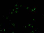 DNMT1 Antibody in Immunocytochemistry (ICC/IF)