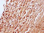 RNF20 Antibody in Immunohistochemistry (Paraffin) (IHC (P))