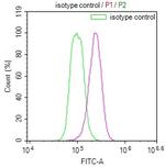 14-3-3 beta Antibody in Flow Cytometry (Flow)