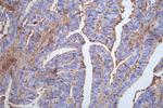 Occludin Antibody in Immunohistochemistry (Paraffin) (IHC (P))