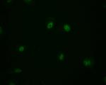 MBD1 Antibody in Immunocytochemistry (ICC/IF)