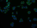 PRDX3 Antibody in Immunocytochemistry (ICC/IF)