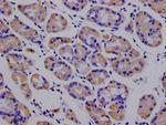 PRDX3 Antibody in Immunohistochemistry (Paraffin) (IHC (P))