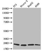 PRDX3 Antibody in Western Blot (WB)