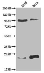 KDM1B Antibody in Western Blot (WB)