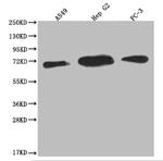 USP22 Antibody in Western Blot (WB)