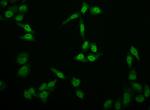 E2F4 Antibody in Immunocytochemistry (ICC/IF)