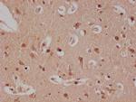 E2F4 Antibody in Immunohistochemistry (Paraffin) (IHC (P))