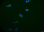 BAP31 Antibody in Immunocytochemistry (ICC/IF)