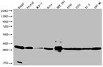 BAP31 Antibody in Western Blot (WB)