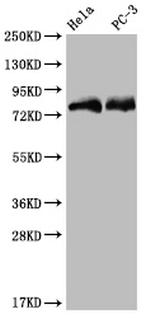 SENP1 Antibody in Western Blot (WB)