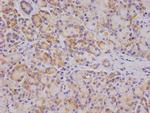 OS9 Antibody in Immunohistochemistry (Paraffin) (IHC (P))