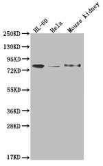 OS9 Antibody in Western Blot (WB)