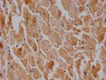 FIS1 Antibody in Immunohistochemistry (Paraffin) (IHC (P))