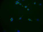 CD49f Antibody in Immunocytochemistry (ICC/IF)