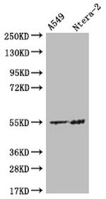 HMGCS2 Antibody in Western Blot (WB)