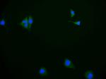 P-Glycoprotein Antibody in Immunocytochemistry (ICC/IF)