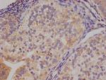 14-3-3 gamma Antibody in Immunohistochemistry (Paraffin) (IHC (P))