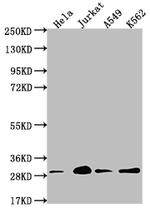 14-3-3 gamma Antibody in Western Blot (WB)