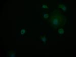 PIN4 Antibody in Immunocytochemistry (ICC/IF)