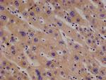 PAH Antibody in Immunohistochemistry (Paraffin) (IHC (P))