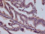 HMGCL Antibody in Immunohistochemistry (Paraffin) (IHC (P))