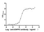 CD203c Antibody in ELISA (ELISA)