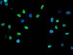 H3K9me1 Antibody in Immunocytochemistry (ICC/IF)