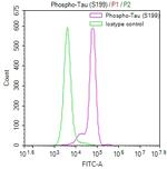 Phospho-Tau (Ser199) Antibody in Flow Cytometry (Flow)