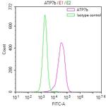 ATP7B Antibody in Flow Cytometry (Flow)