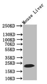 Ferritin Heavy Chain Antibody in Western Blot (WB)