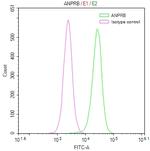 Npr2 Antibody in Flow Cytometry (Flow)