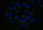 Npr2 Antibody in Immunocytochemistry (ICC/IF)