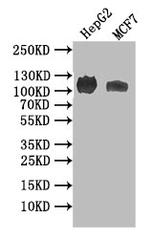 Npr2 Antibody in Western Blot (WB)