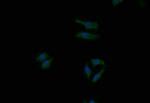 Themis Antibody in Immunocytochemistry (ICC/IF)