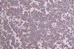 Themis Antibody in Immunohistochemistry (Paraffin) (IHC (P))