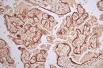 HSD3B1 Antibody in Immunohistochemistry (Paraffin) (IHC (P))