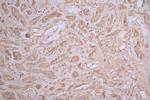 ASS1 Antibody in Immunohistochemistry (Paraffin) (IHC (P))