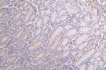 WNK1 Antibody in Immunohistochemistry (Paraffin) (IHC (P))