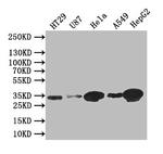 Syntenin 1 Antibody in Western Blot (WB)