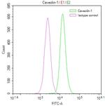 Caveolin 1 Antibody in Flow Cytometry (Flow)