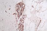 ACTA1 Antibody in Immunohistochemistry (Paraffin) (IHC (P))