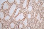 HNF4A Antibody in Immunohistochemistry (Paraffin) (IHC (P))