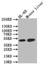 HNF4A Antibody in Western Blot (WB)