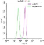 NMDAR1 Antibody in Flow Cytometry (Flow)