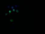 RAN Antibody in Immunocytochemistry (ICC/IF)