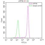 ATP7B Antibody in Flow Cytometry (Flow)