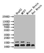 Histone H4 Antibody in Western Blot (WB)