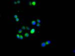 HIF1A Antibody in Immunocytochemistry (ICC/IF)