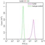 Connexin 26 Antibody in Flow Cytometry (Flow)